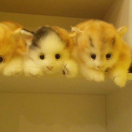 ねこちゃん大集合！